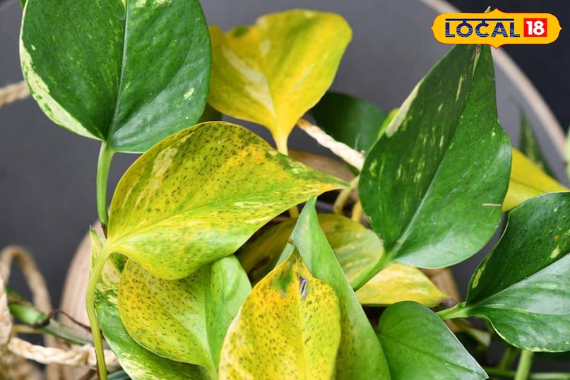 मनी प्लांट मनी प्लांट