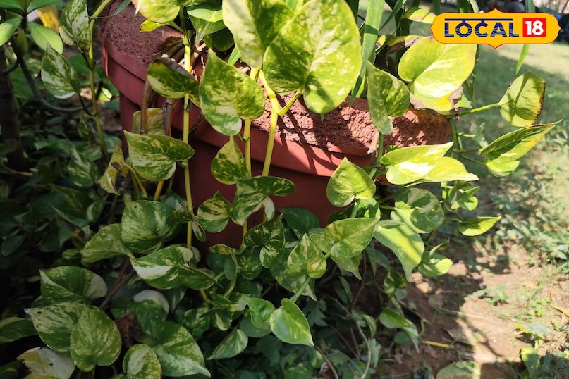 मनी प्लांट मनी प्लांट