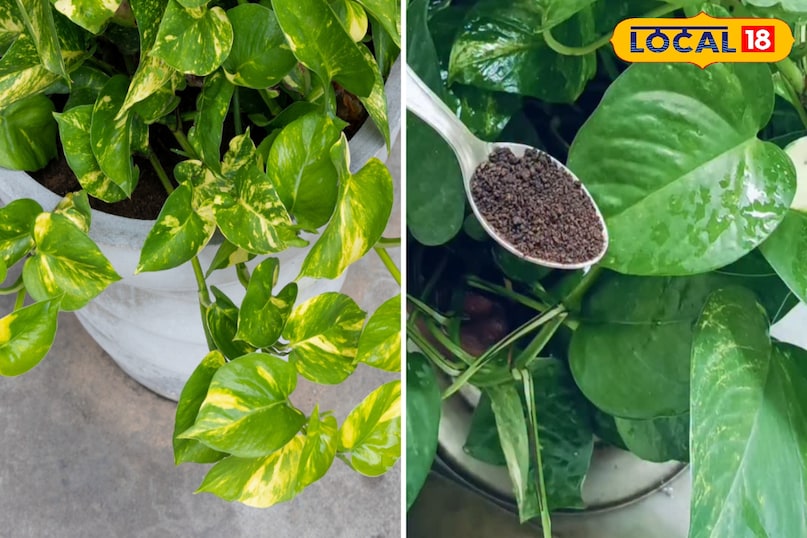 मनी प्लांट मनी प्लांट