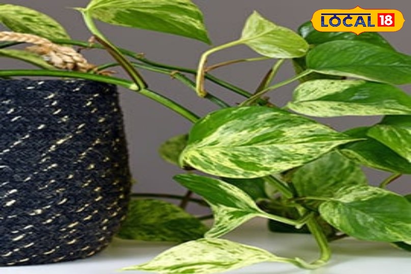 मनी प्लांट मनी प्लांट