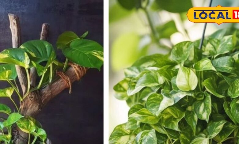 Money Plant Winter Care | Money Plant Yellow Leaves Solution | Gardening Tips Winter | Money Plant Care Tips | Money Plant Healthy Tips