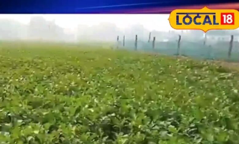 नागौर सरसों फसल बढ़वार 2025 | Mustard Crop Growth in Nagaur | Weather Impact on Rabi Crop