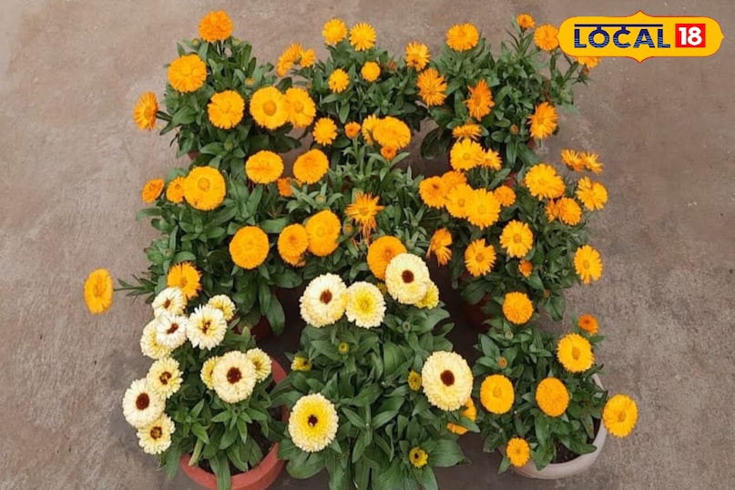 कैलेंडुला फूल