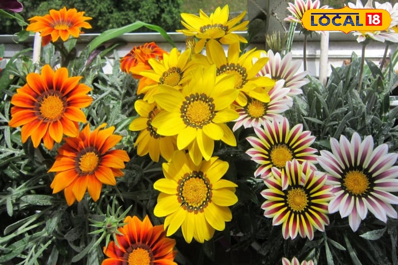 गज़ानिया के फूलों