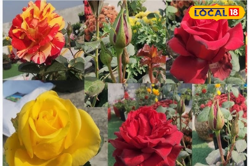 गुलाब के फूल