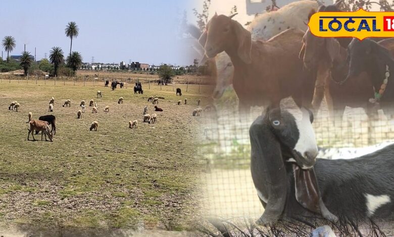 टॉप दूध देने वाली नस्लें- जमुनापारी, बीटल, झकराना