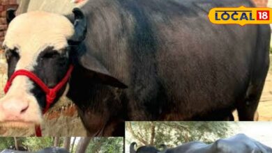 High Milk Yield Buffalo Breeds | Best Buffalo for Dairy Farming | Murrah Buffalo Breed | Jaffarabadi Buffalo Benefits | Milk Income for Farmers | Dairy Farming Profit Breeds