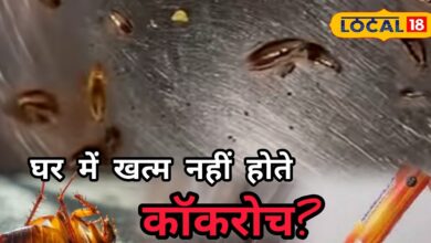 कॉकरोच से छुटकारा पाने के असरदार तरीके और सफाई के उपाय.