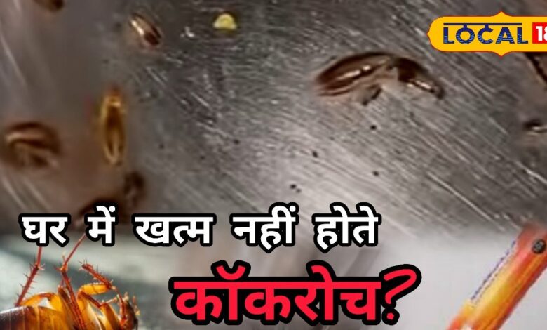 कॉकरोच से छुटकारा पाने के असरदार तरीके और सफाई के उपाय.
