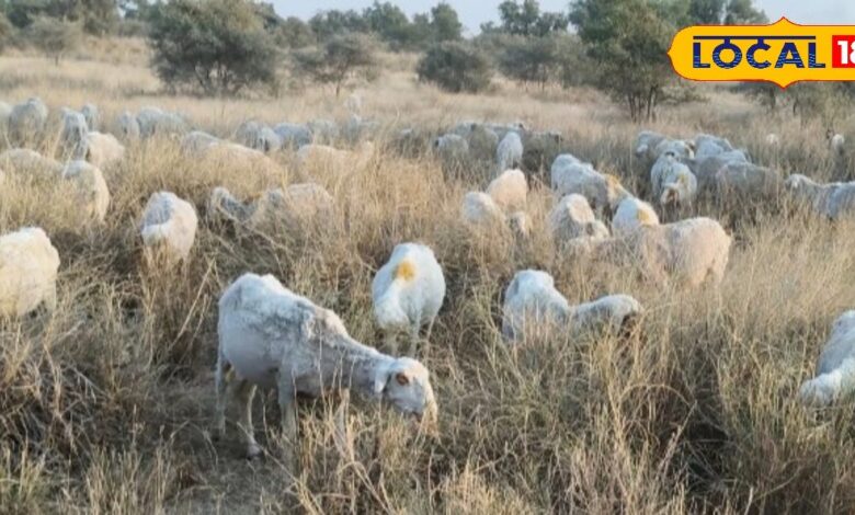 गलघोंटू बीमारी बढ़ी: बीकानेर में एडवाइजरी जारी