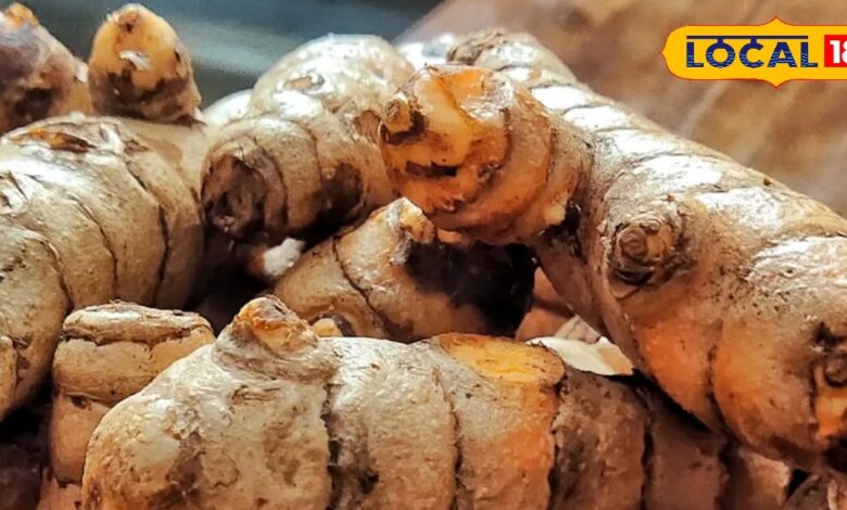 हेल्थ टिप्स: सर्दियों में बेस्ट इम्यूनिटी बूस्टर है कच्ची हल्दी, ऐसे करें सेवन और रहें हमेशा सेहतमंद - Rajasthan News