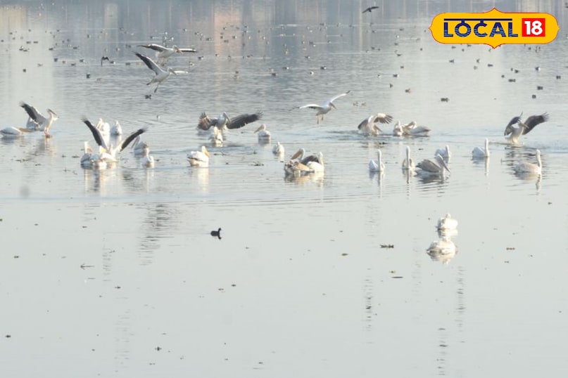 सीकर में विदेशी पक्षी 