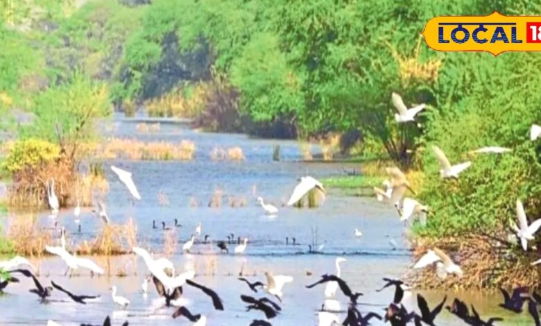 सर्दियों में प्रवासी पक्षियों का आकर्षण और पर्यटन