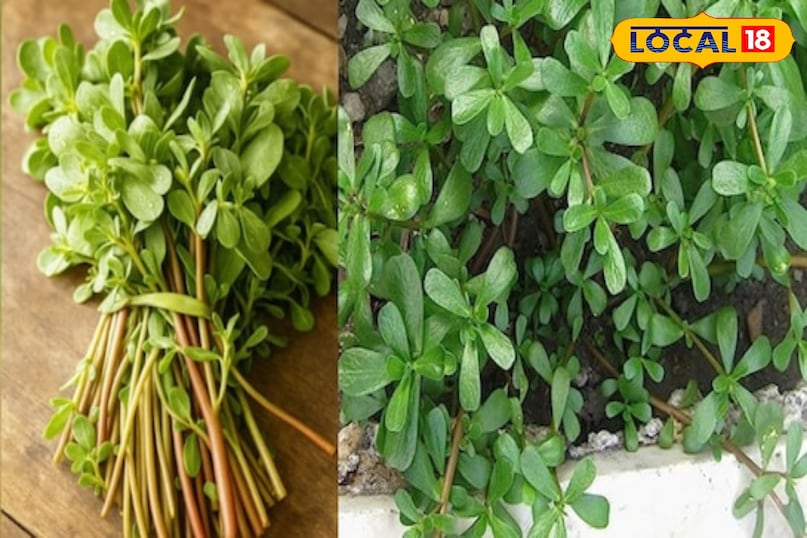 रेसिपी स्पेशल 