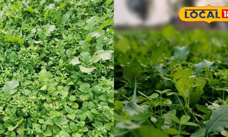 भरतपुर में सर्दियों के लिए रजका हरा चारा पशुओं के लिए फायदेमंद विकल्प.