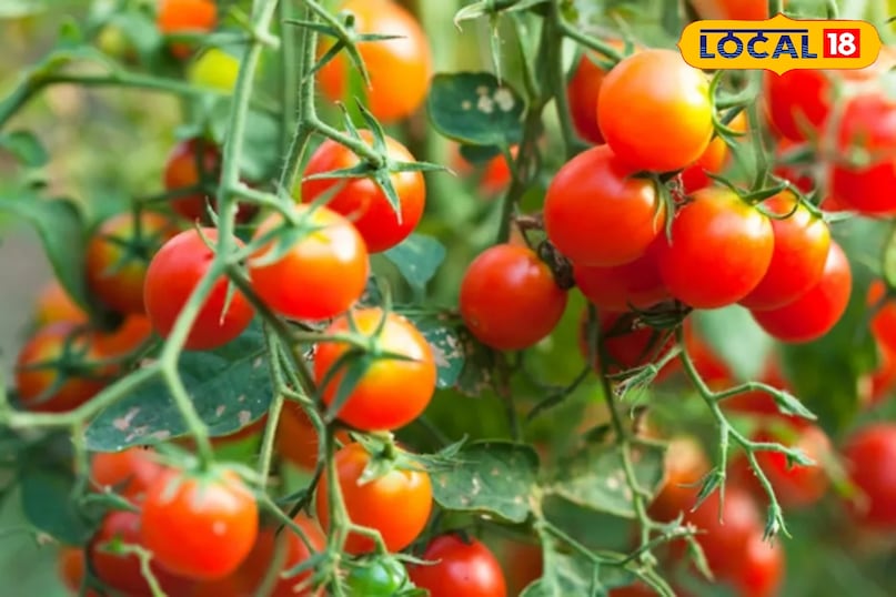 जालोर की फसलें देशभर में बना रहीं पहचान,पारंपरिक खेतों से सुपरफूड तक का सफर...