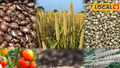 Jalore Agriculture Hotspot | Rajasthan High Cash Crops | Jalore Farming Trend | Modern Agriculture Rajasthan | Jalore Farmers Shift