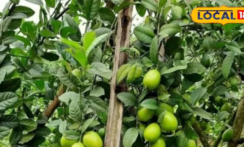 नींबू के आयुर्वेदिक और धार्मिक फायदे | Lemon Ayurvedic Benefits & Religious Importance
