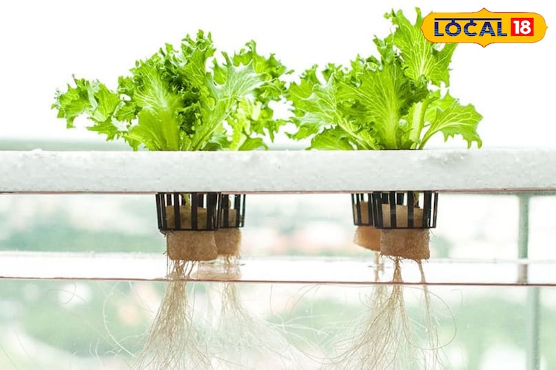 पौधों को सिस्टम में स्थापित करना इन छोटे पौधों को उनके ब्लॉक्स सहित सीधे पाइपों के छेदों में लगा दीजिए। इस तरह पौधों की जड़ें पाइप के अंदर बहते पोषक घोल को छूने लगीं और उसे सोखने लगीं। पानी के pH स्तर और पोषक तत्वों की मात्रा की जांच करतेरहिए साथ ही यह सुनिश्चित करिए कि पंप ठीक से काम कर रहा हो और सभी पौधों तक पोषक तत्व पहुँच रहे हों।