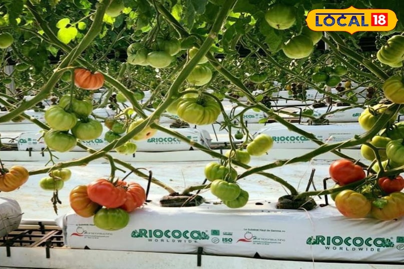 पहली सफलता और भविष्य की योजना पौधे तेजी से बढ़ रहे हो और हरे-भरे दिख रहे हो। तो मिट्टी के बिना, कम जगह और कम पानी में इतनी अच्छी फसल देखकर आपको अद्भुत खुशी मिलेगी। इस तकनीक का इस्तेमाल करके टमाटर और शिमला मिर्च जैसी फसलें भी उगा सकते हैं। 