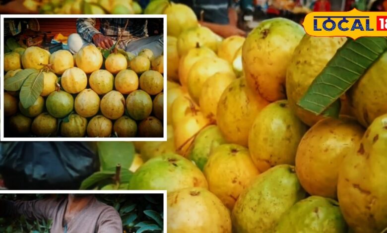 सर्दियों में अमरूद खाना फायदेमंद या बीमारी का घर? यहां है अंदर की पूरी बात जो कोई नहीं बताएगा