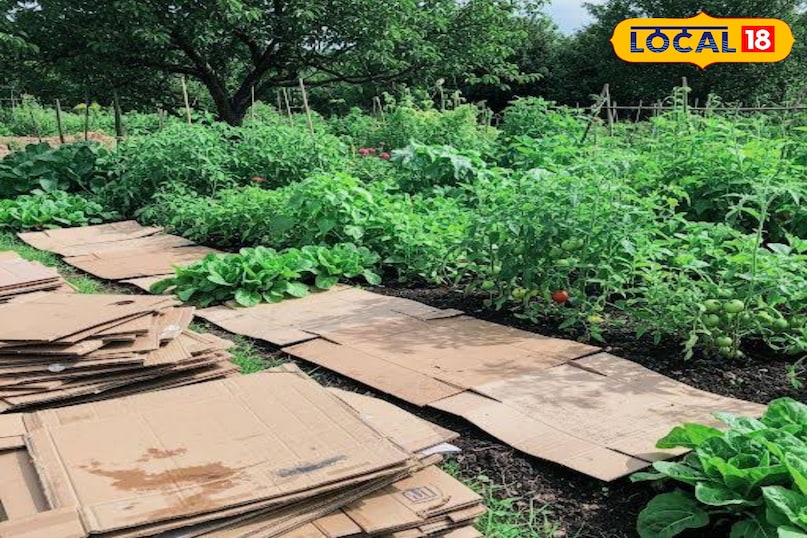 कौन सा कार्डबोर्ड इस्तेमाल करें? सादा, बिना चमक वाला, हल्के रंग का कार्डबोर्ड इस्तेमाल करें। जिस पर प्राकृतिक या रीसाइकिल्ड लिखा हो वह और भी अच्छा है। ऐसे कार्डबोर्ड से बचें जिन पर चमकदार प्रिंट, डार्क रंग या चिपकाने के लिए तेज़ गोंद लगी हो। यह मिट्टी और पौधों के लिए नुकसानदायक हो सकता है।