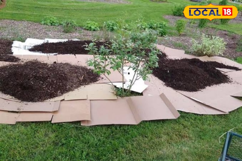 बगीचे में कार्डबोर्ड लगाने का तरीका पौधों की क्यारियों के बीच जहाँ-जहाँ आप चलते हैं वहाँ कार्डबोर्ड की एक-दो परत बिछा दें। उसके ऊपर से पुआल या सूखी पत्तियों की एक परत फैला दें। इससे वहाँ कभी खरपतवार नहीं उगेंगे।