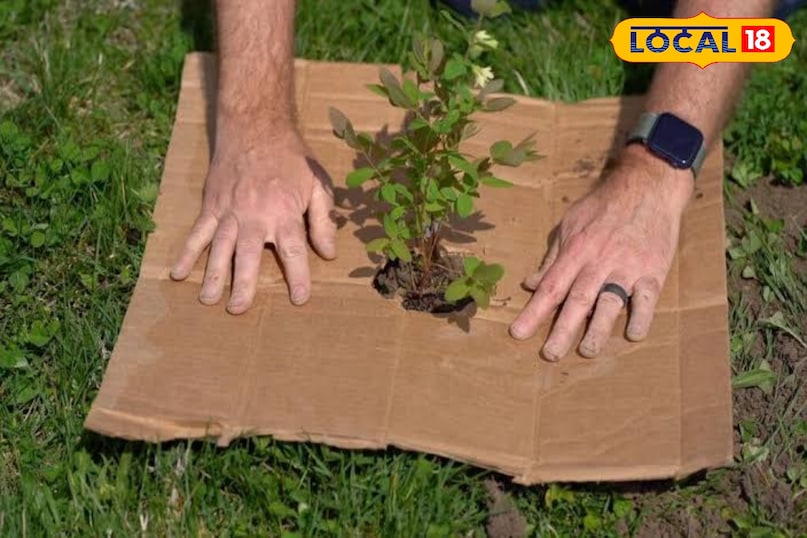 पौधों के आस-पास पौधों के तने के चारों ऊपर भी कार्डबोर्ड बिछा सकते हैं इससे पौधों के आस-पास खरपतवार नहीं आएंगे, नमी बनी रहेगी और मिट्टी में अच्छे बैक्टीरिया का काम बढ़ेगा।