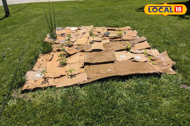 सबसे अच्छा समय बगीचे की सफाई का सबसे अच्छा समय है सर्दियों की शुरुआत। इस समय लगाया गया कार्डबोर्ड पूरी सर्दी में सड़कर अगले बसंत तक बढ़िया मिट्टी तैयार कर देगा।