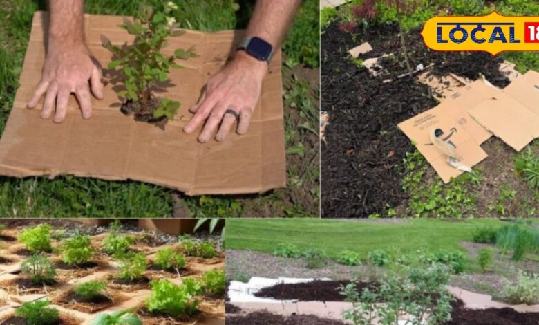 Cardboard Gardening Tips | Weed Control with Cardboard | Improve Soil with Cardboard | Organic Gardening Hacks