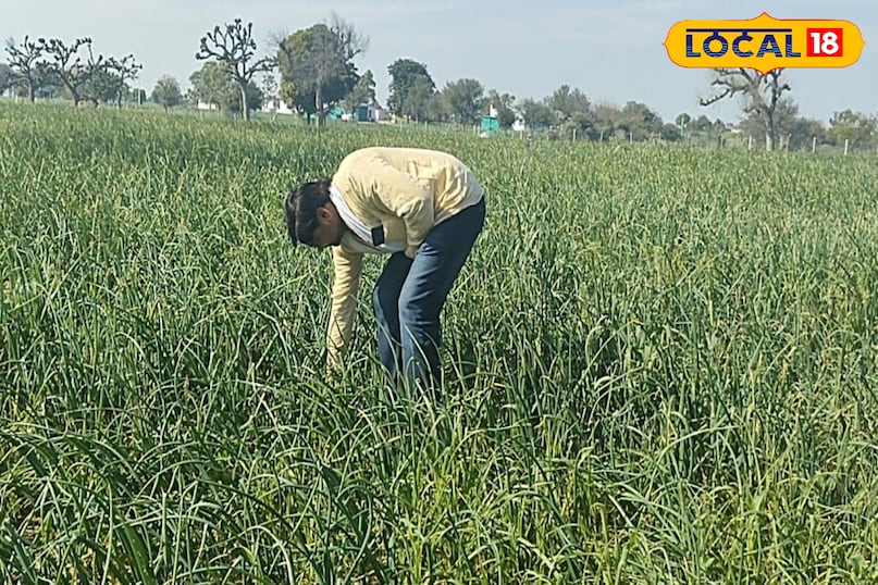 प्याज की खेती प्याज की खेती