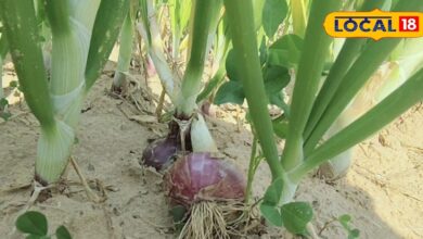 Onion Farming Tips | Pyaj Ki Kheti Ka Sahi Samay | High Yield Onion Farming | Onion Disease Control