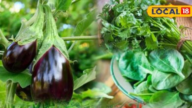 Mini Kitchen Farm Ideas | Balcony Vegetable Gardening | Small Space Farming Tips | Urban Gardening India | Grow Vegetables in Flats