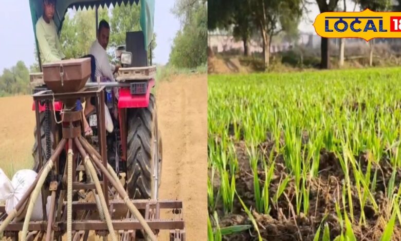 जौ किसानों के लिए खुशखबरी! अधिक पैदावार देती ये किस्में, जान लें रोगों से बचाव के आसान तरीके