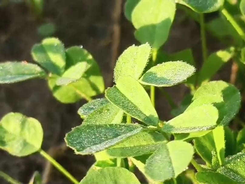 सीकर में सर्दी की बढ़ती मार: न्यूनतम तापमान 2.5 डिग्री दर्ज