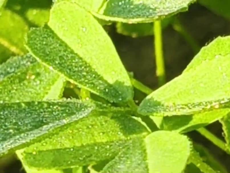 सीकर में सर्दी की बढ़ती मार: न्यूनतम तापमान 2.5 डिग्री दर्ज