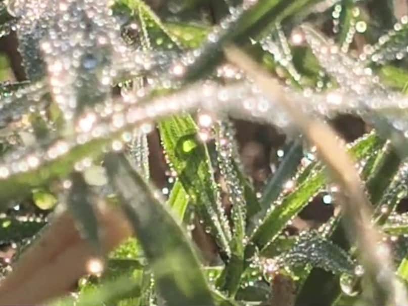 सीकर में सर्दी की बढ़ती मार: न्यूनतम तापमान 2.5 डिग्री दर्ज