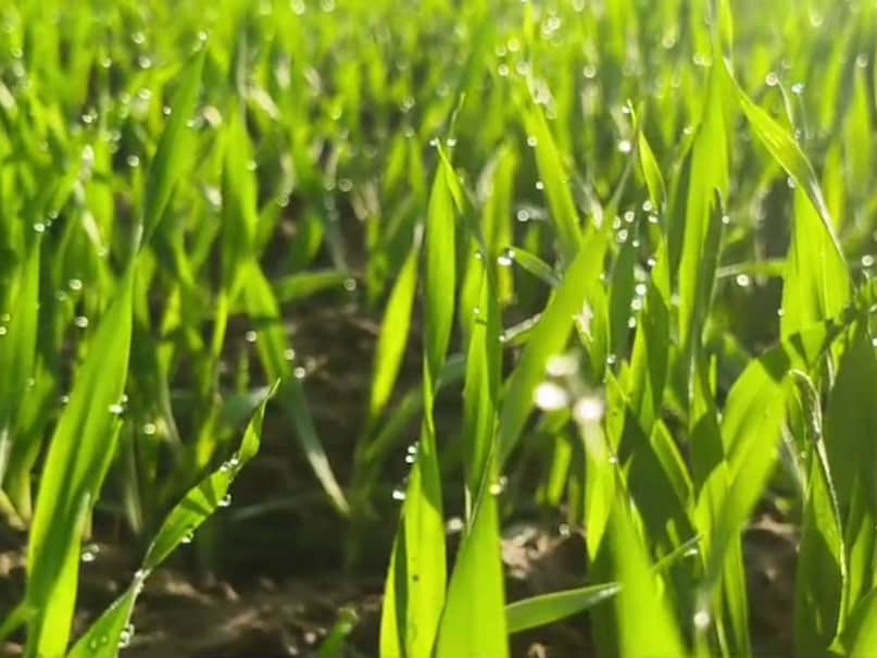 सीकर में सर्दी की बढ़ती मार: न्यूनतम तापमान 2.5 डिग्री दर्ज