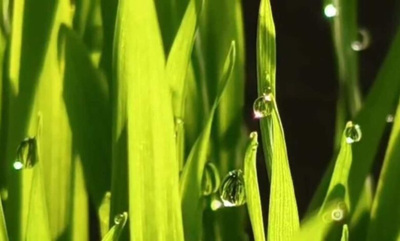 सीकर में शीतलहर, न्यूनतम तापमान 2.5 डिग्री सेल्सियस