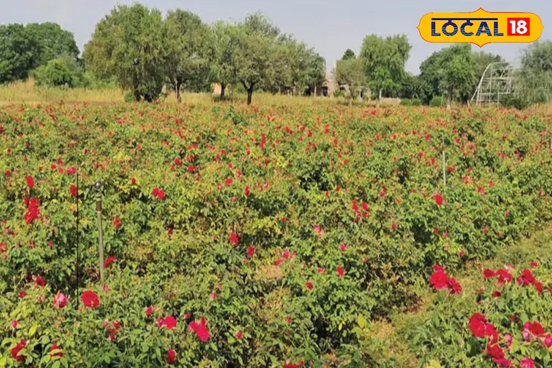 गुलाब की खेती 