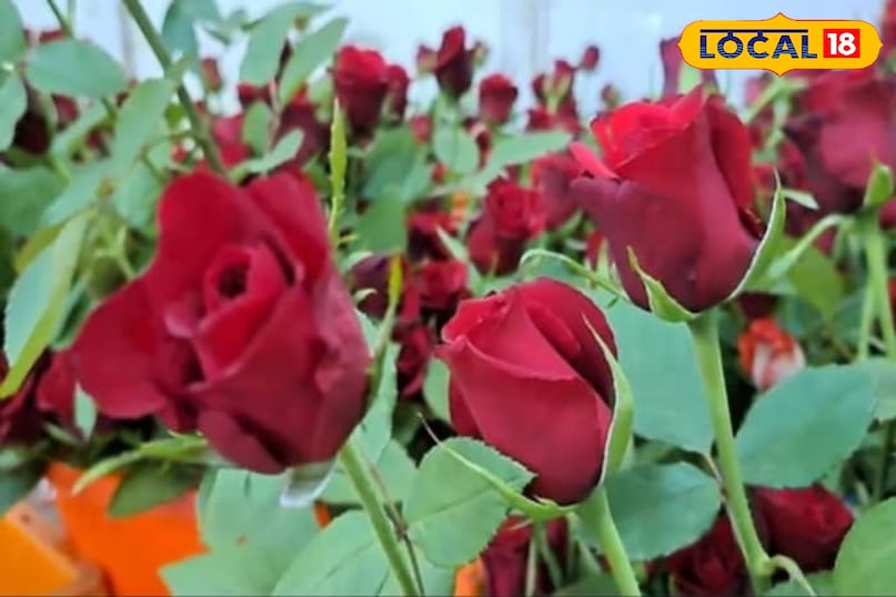 गुलाब की खेती 