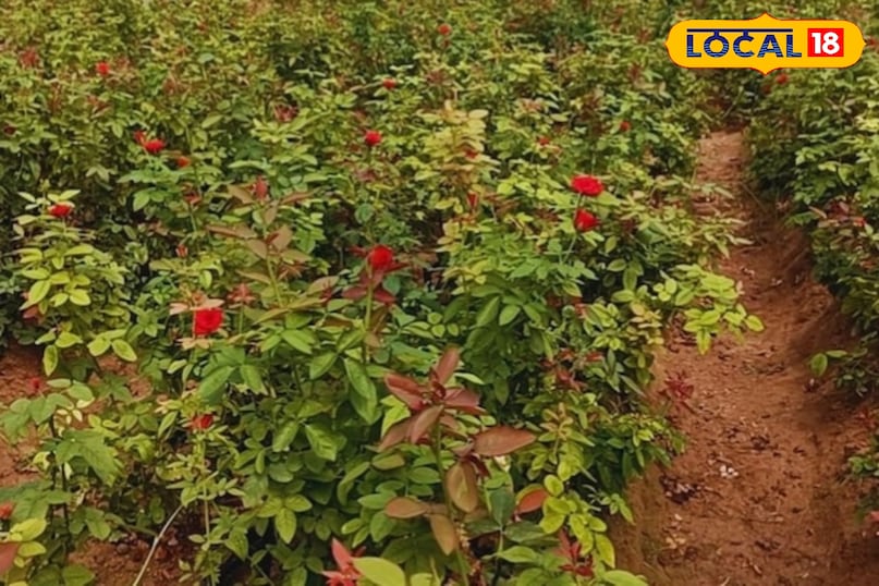 गुलाब की खेती 