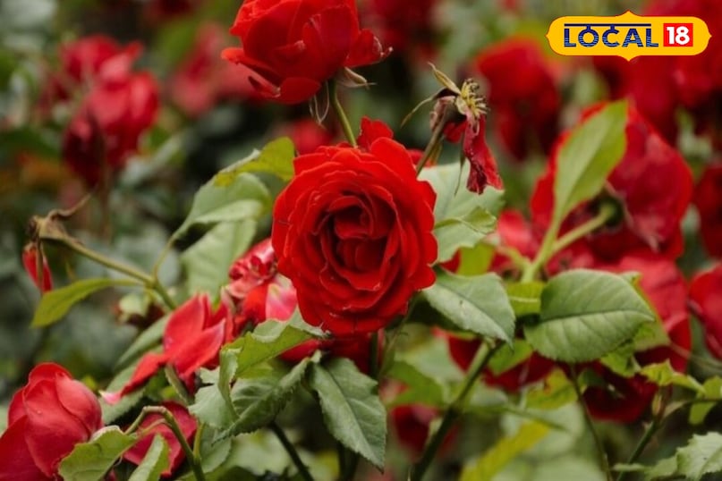 गुलाब की खेती 