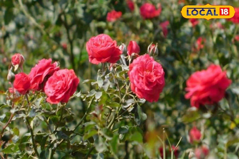 गुलाब की खेती 