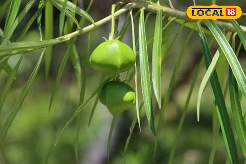 कनेर का फल 