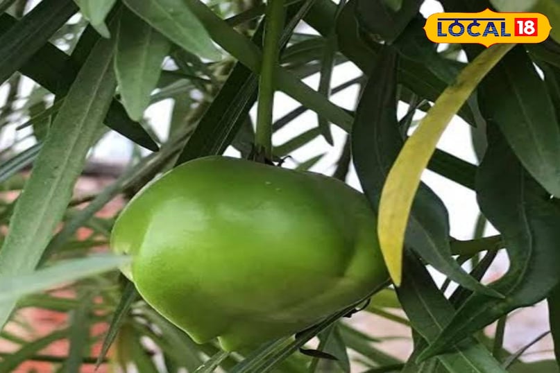 कनेर का फल 