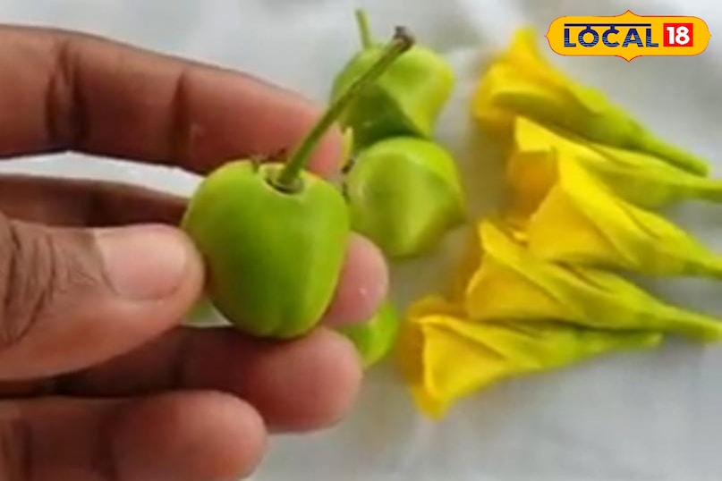 कनेर का फल 