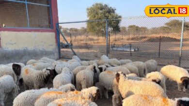 राजस्थान की भेड़ें दुनिया में छा गईं! ऊन, दूध और मांस में नंबर-1, मारवाड़ी से जैसलमेरी तक हिट नस्लों का जलवा