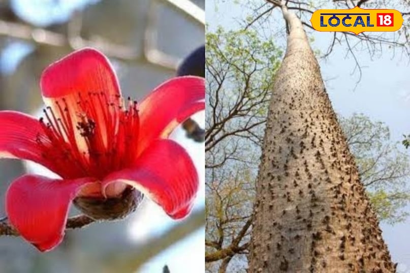 शाल्मली वृक्ष 