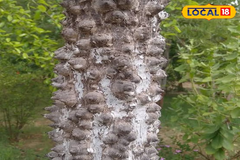 शाल्मली वृक्ष 